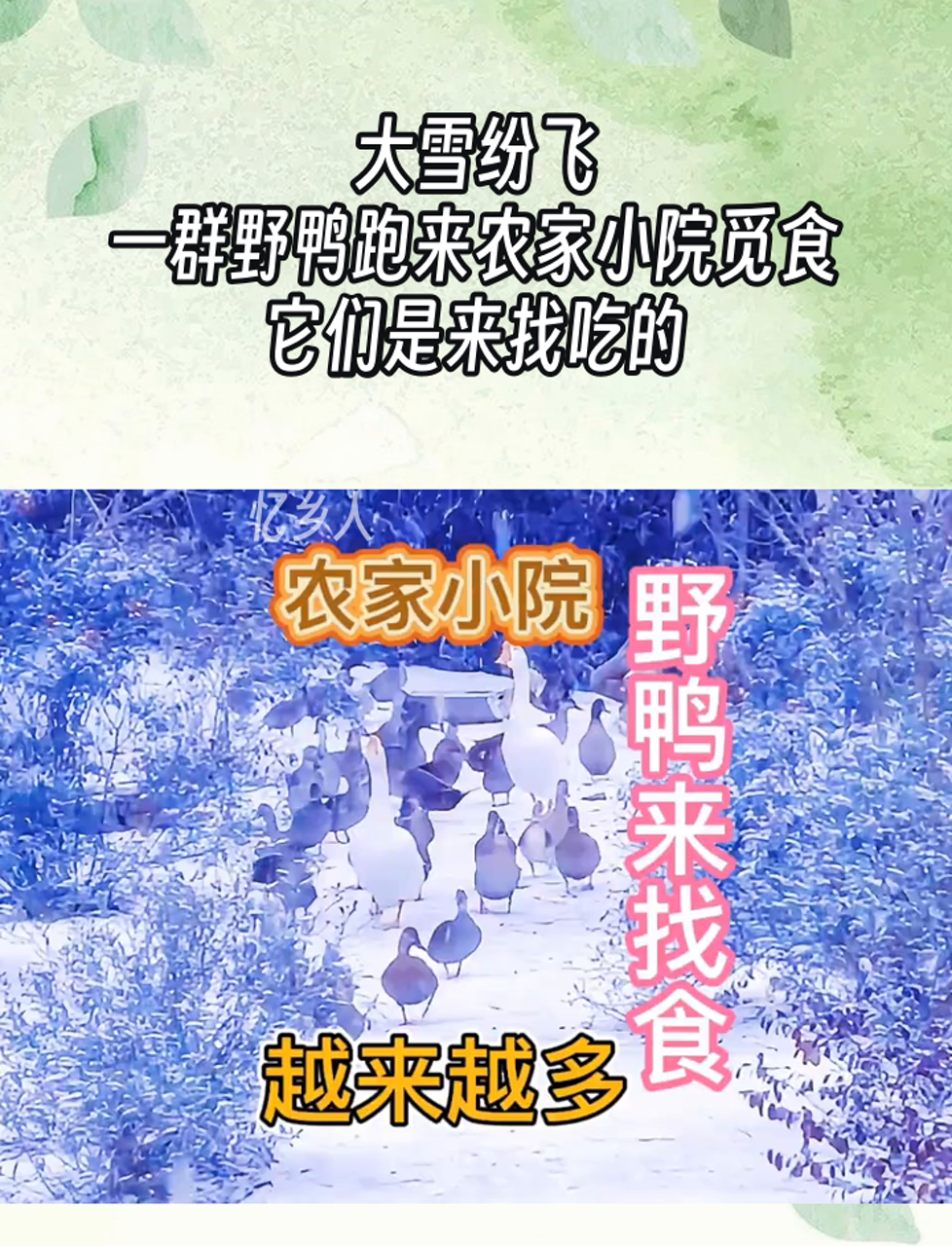 大雪纷飞,一群野鸭跑来农家小院觅食,它们是来找吃的