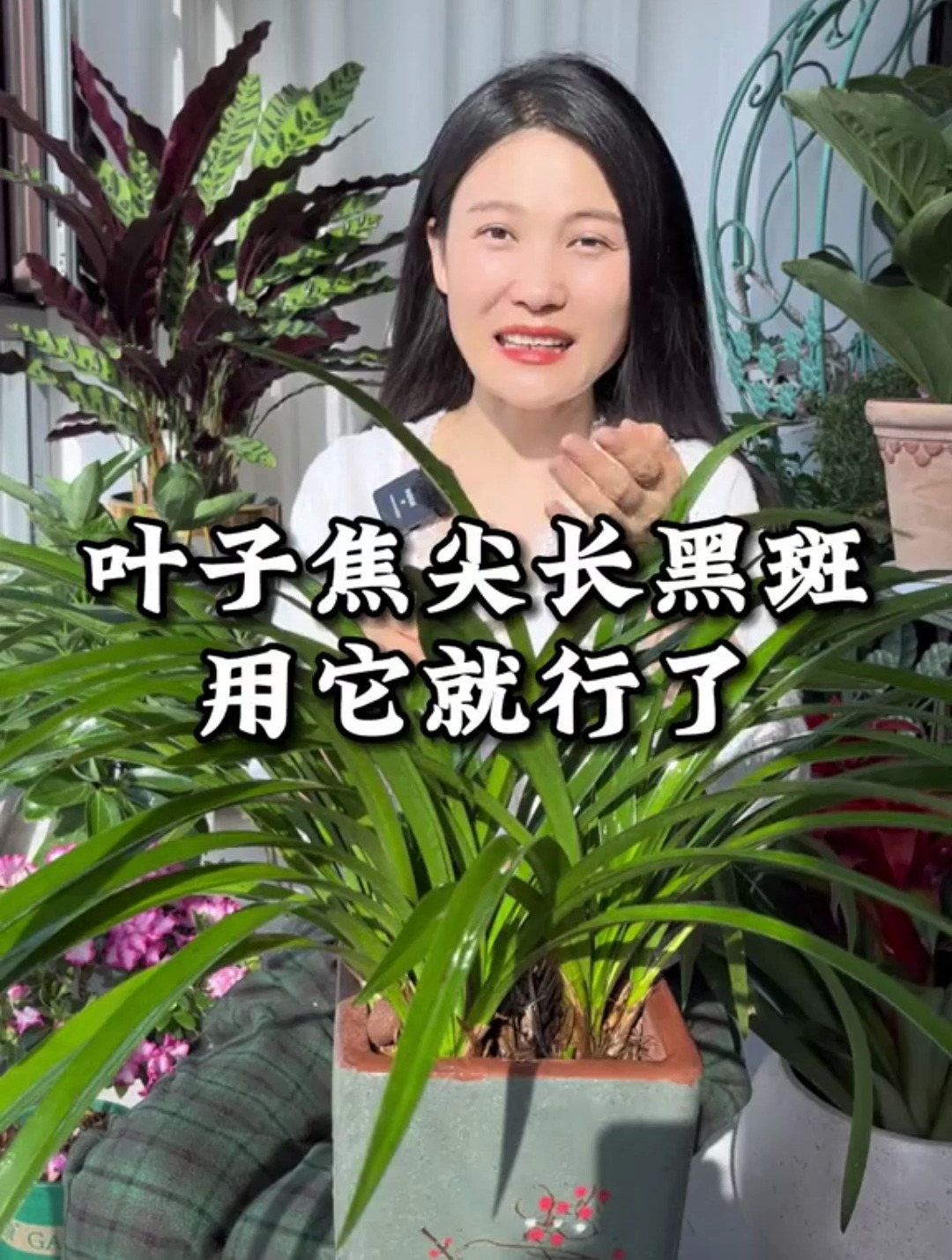 叶子焦尖长黑斑,用它就行了
