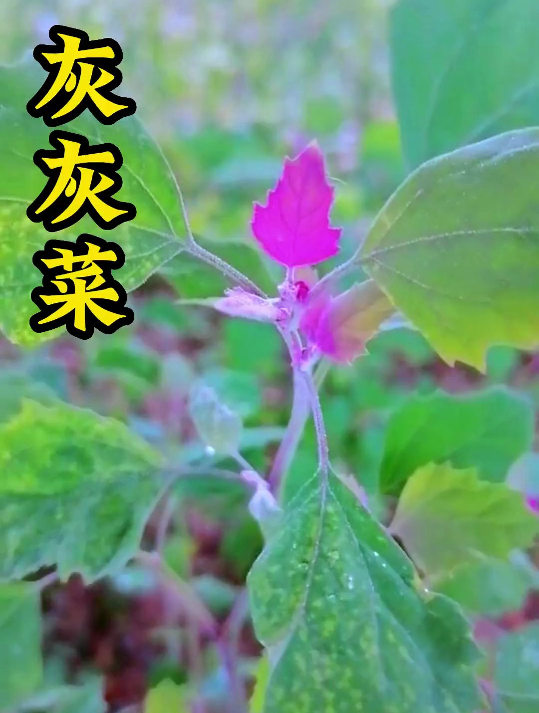 植物科普:你有多久没吃灰灰菜了,那可是小时候的美味啊