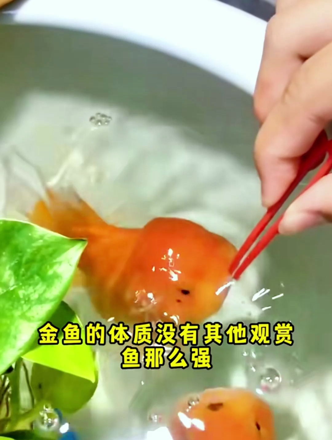 你的金鱼为什么养不好?看看这三件事你做过没有!
