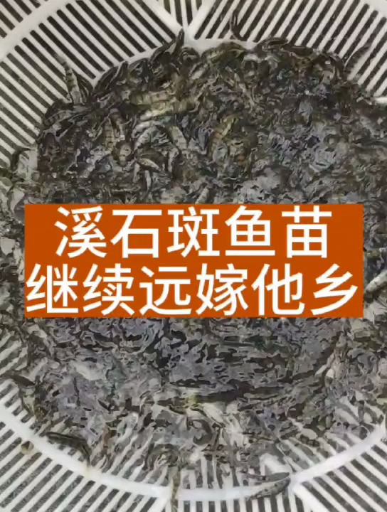 生长更快的溪石斑鱼苗长什么样?