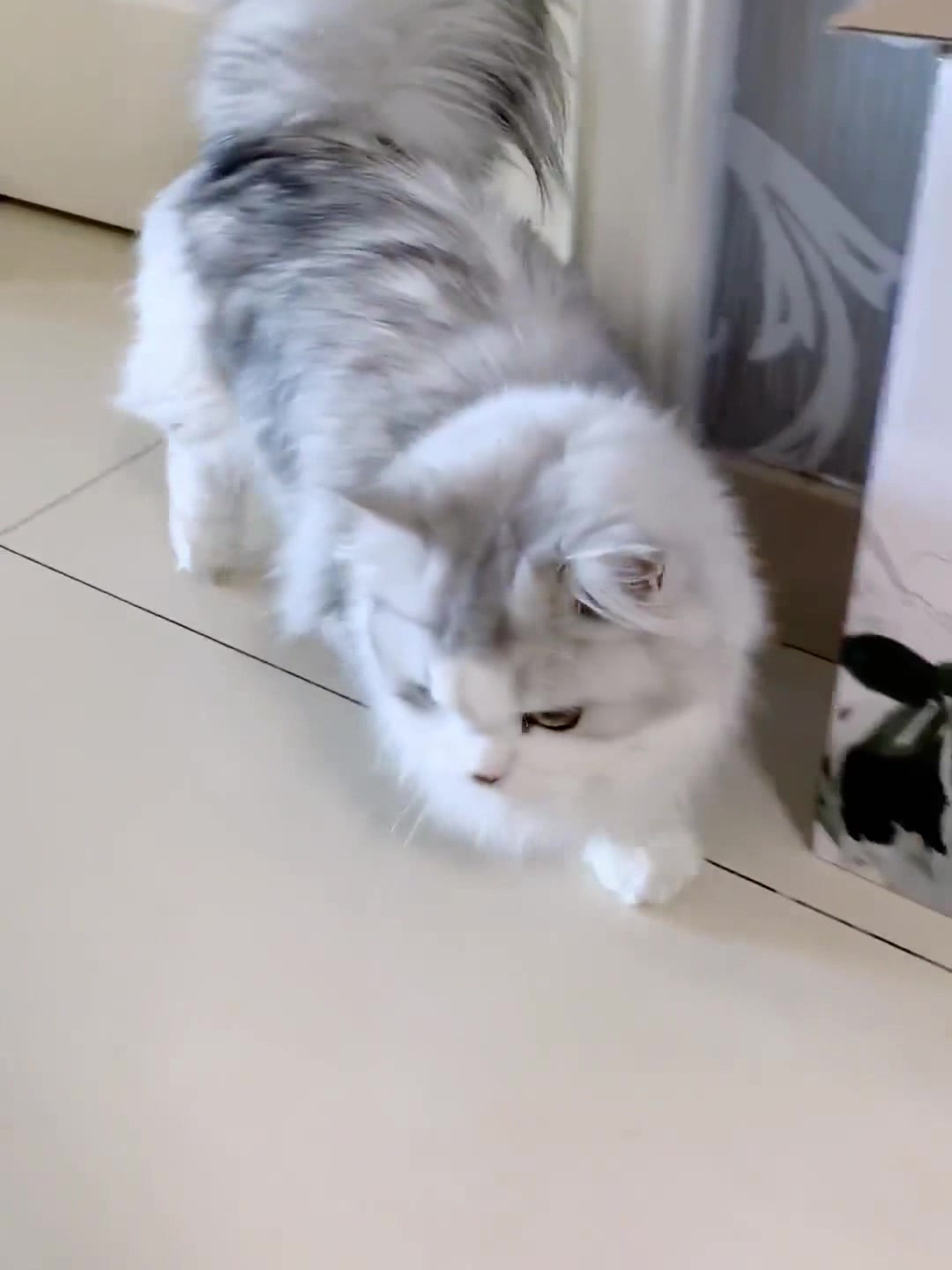 日常撸大尾巴猫