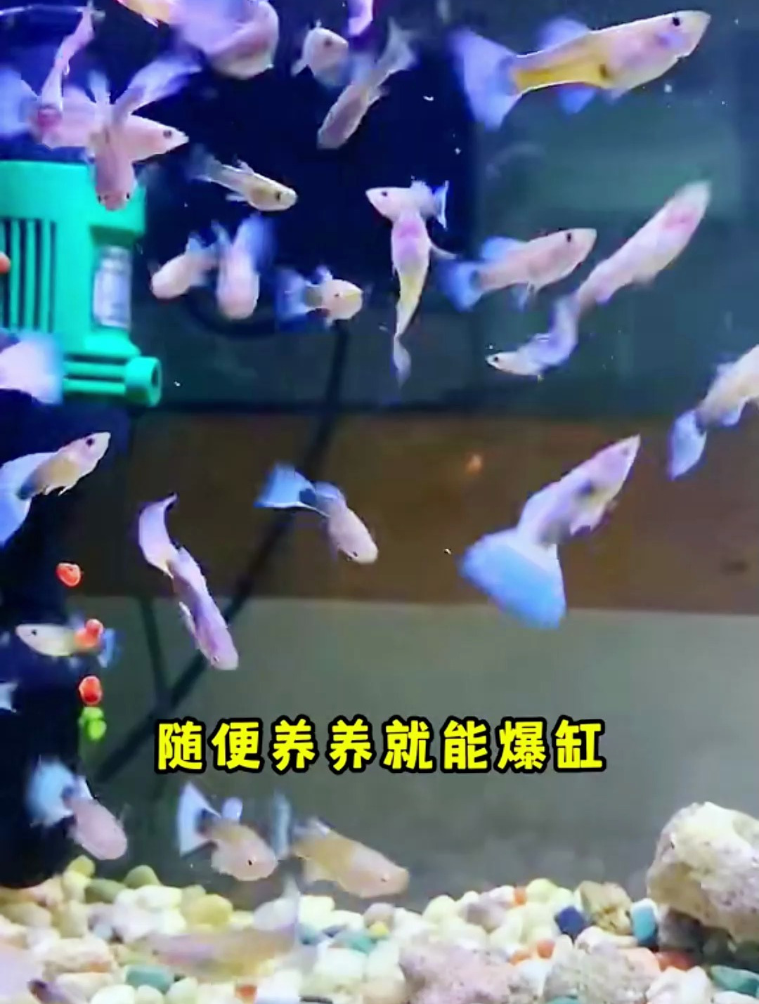 孔雀鱼到底好不好养?越漂亮的孔雀鱼越难养,当然只是相对而言!