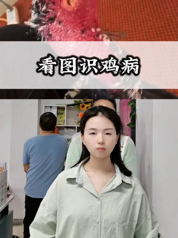 看图识鸡病散养土鸡养鸡鸡病