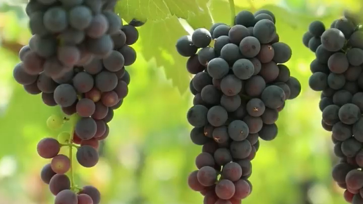 沿着高速看中国丨北纬40°葡萄架下 五月中旬,在张家口市怀来县沙城镇,阳光透过几卷舒云洋洋