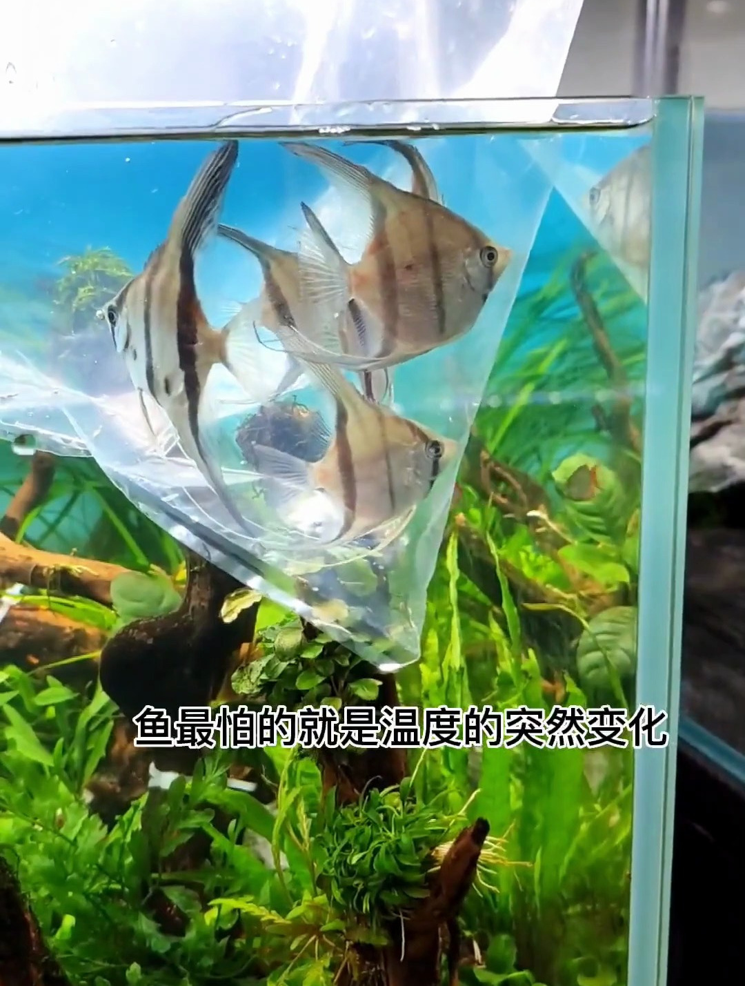 新鱼入缸尽量做下检疫 避免不必要的损失 水草造景鱼缸