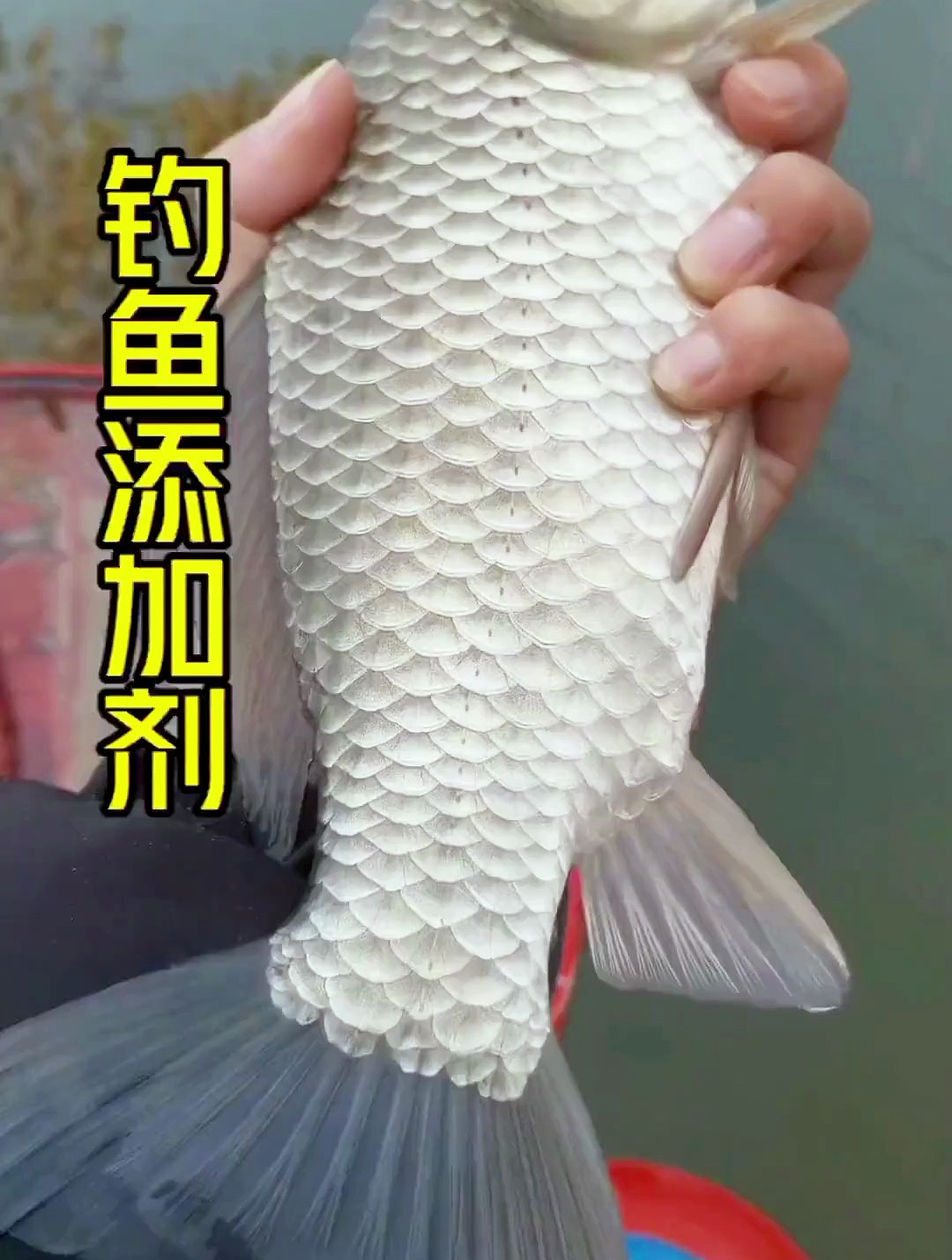 小伙用藿香正气水开饵,大哥说不上鱼现场吃饵料,今天咱们就试试