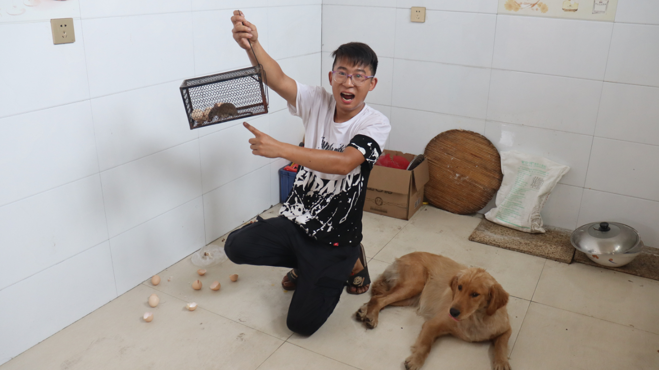 偷吃鸡蛋的凶手抓到了,竟是个一斤多重的大老鼠,金毛非要吃掉它