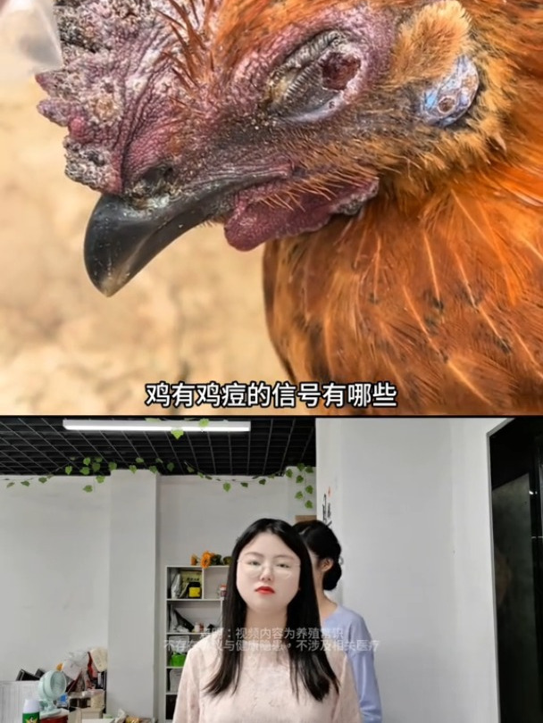 鸡痘鸡冠长痘散养清痘灵