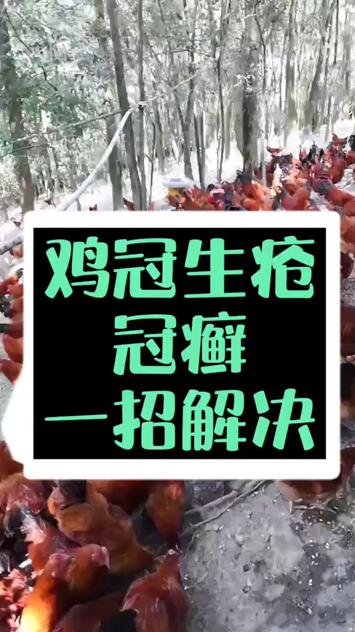 鸡冠癣特效鸡冠癣好不好治疗 鸡冠有一层白霜是什么原因鸡冠生疮是什么