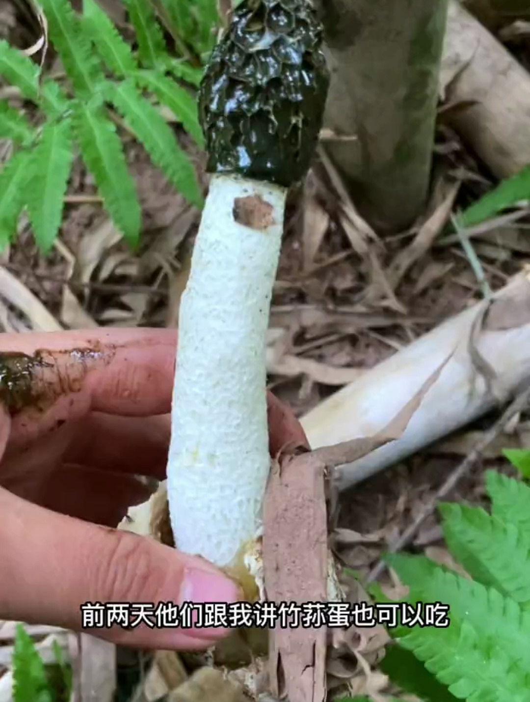 捡竹荪的一天,今天竹荪蛋也没有放过,但是不知道怎么吃