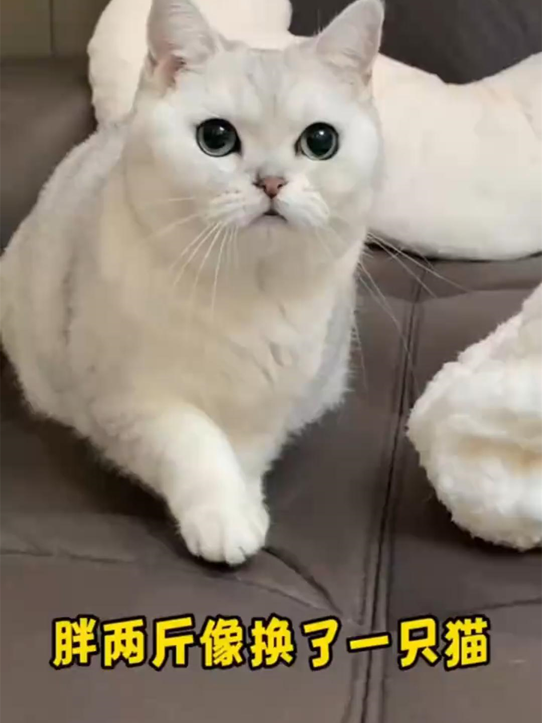 长的那两斤肉可是吃了我不少肉换来的