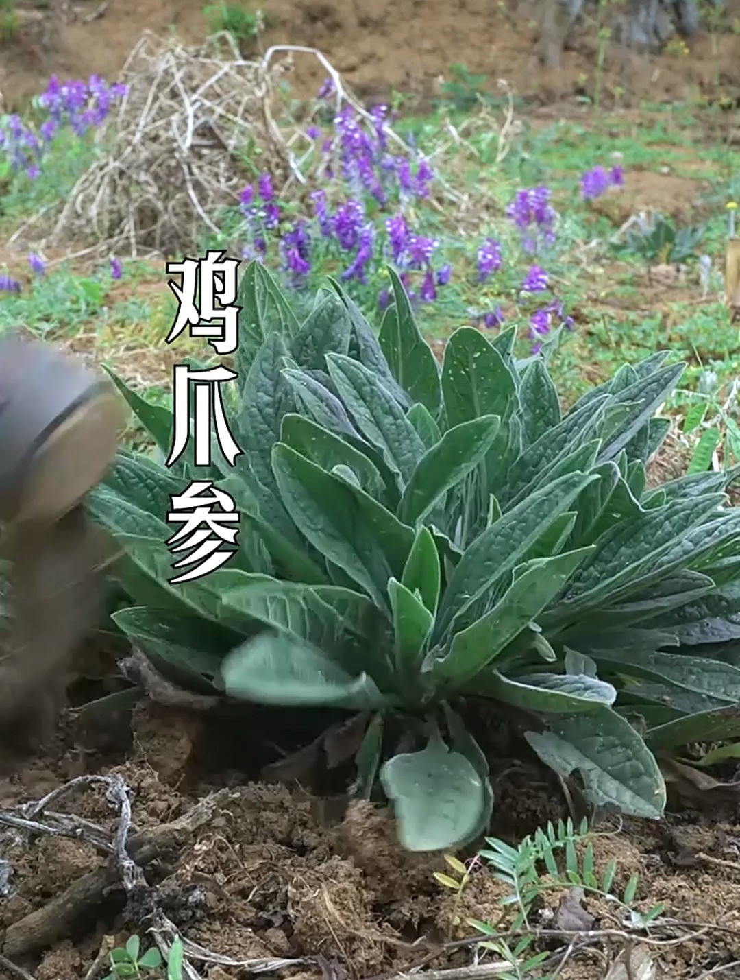 鸡爪参又叫倒提壶,具有补气益气、生津止渴