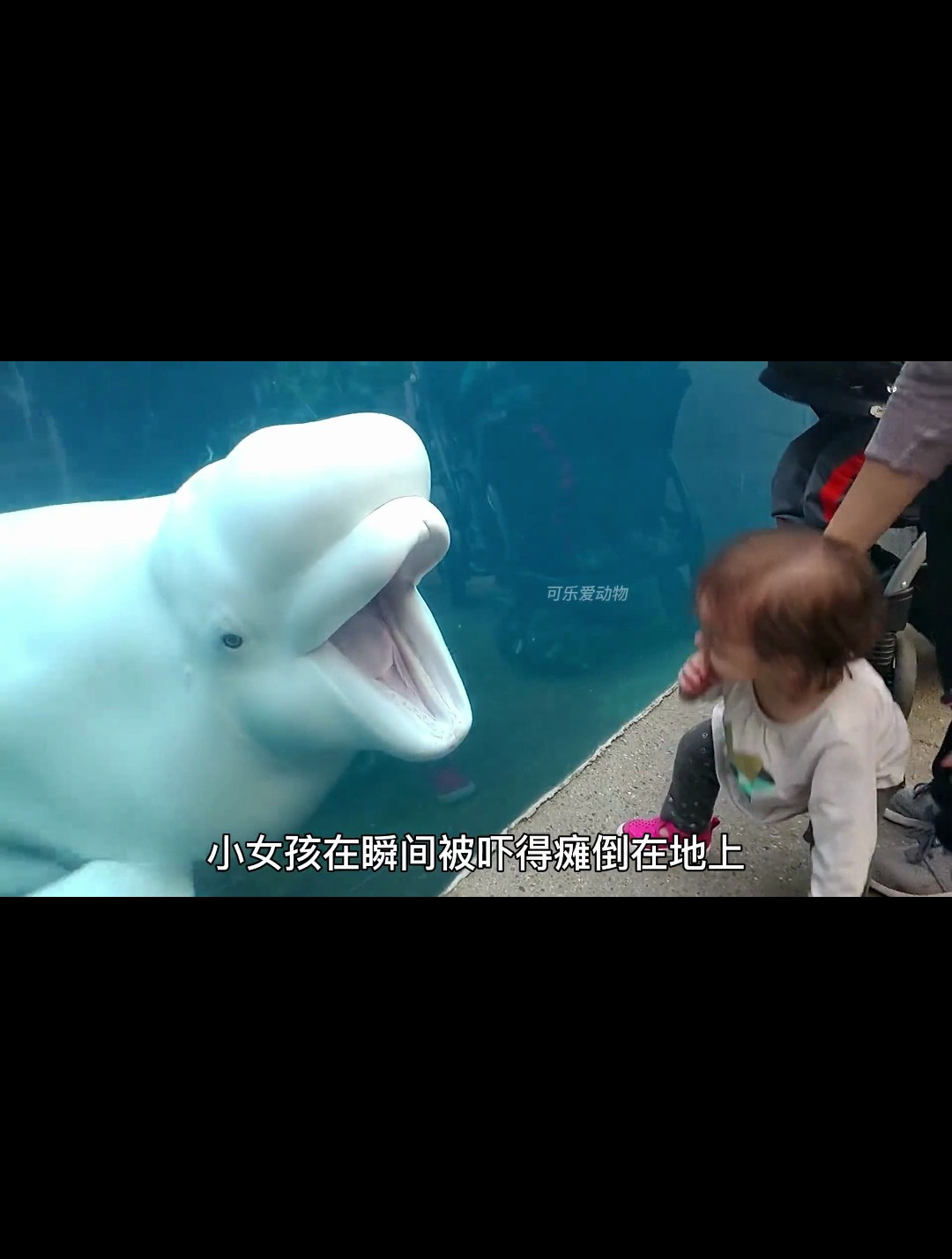 海洋世界的颜值担当白鲸 总是撒娇卖萌 简直是治愈系的小可爱