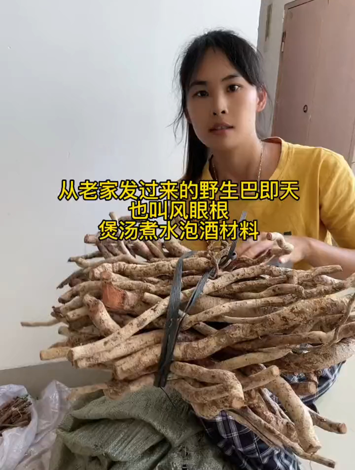 从老家发过来的新鲜野生巴即天也叫风眼根,鸡肠风泡酒煲汤煮水喝