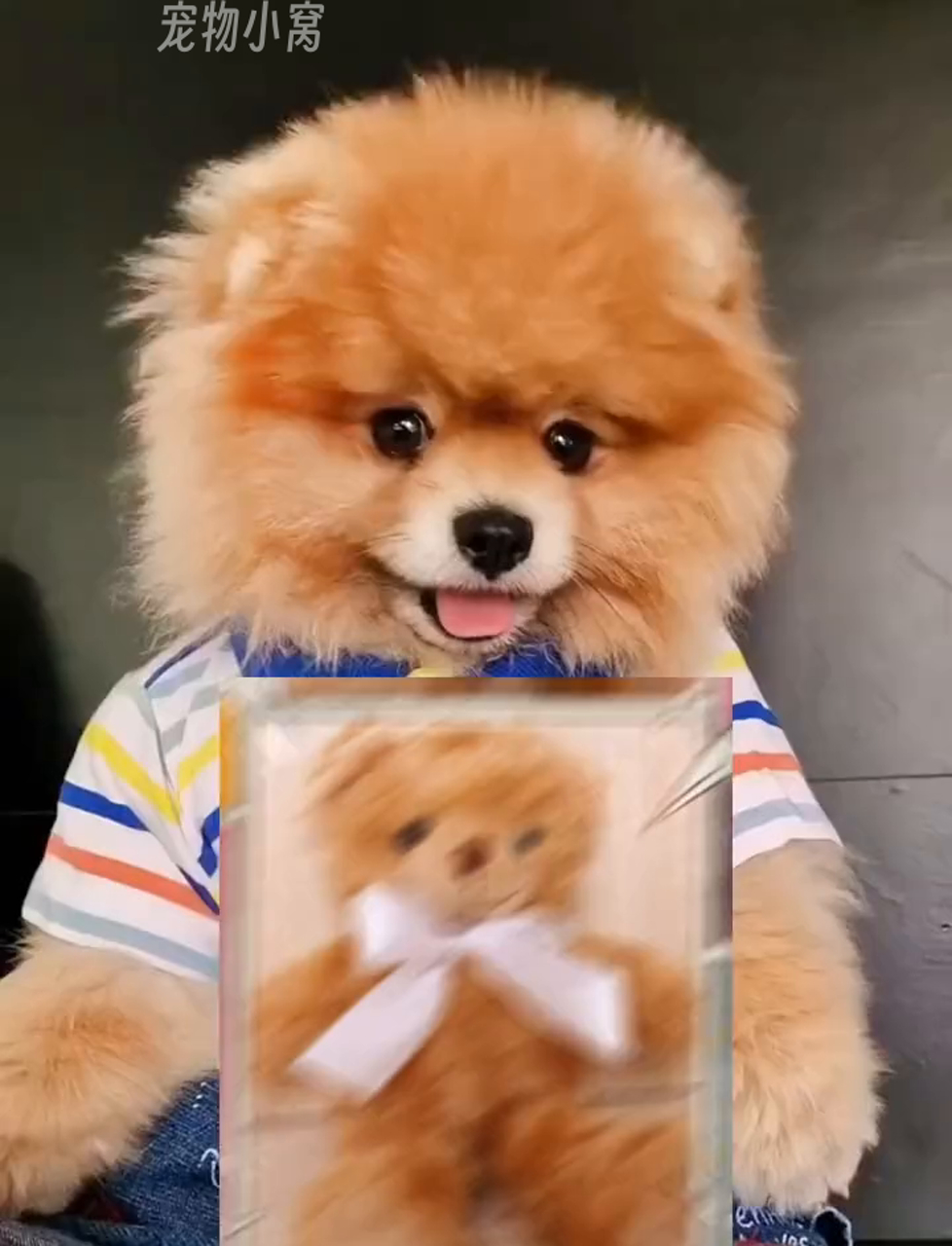 这照片是你吗?你说这是小狗?还是小熊?