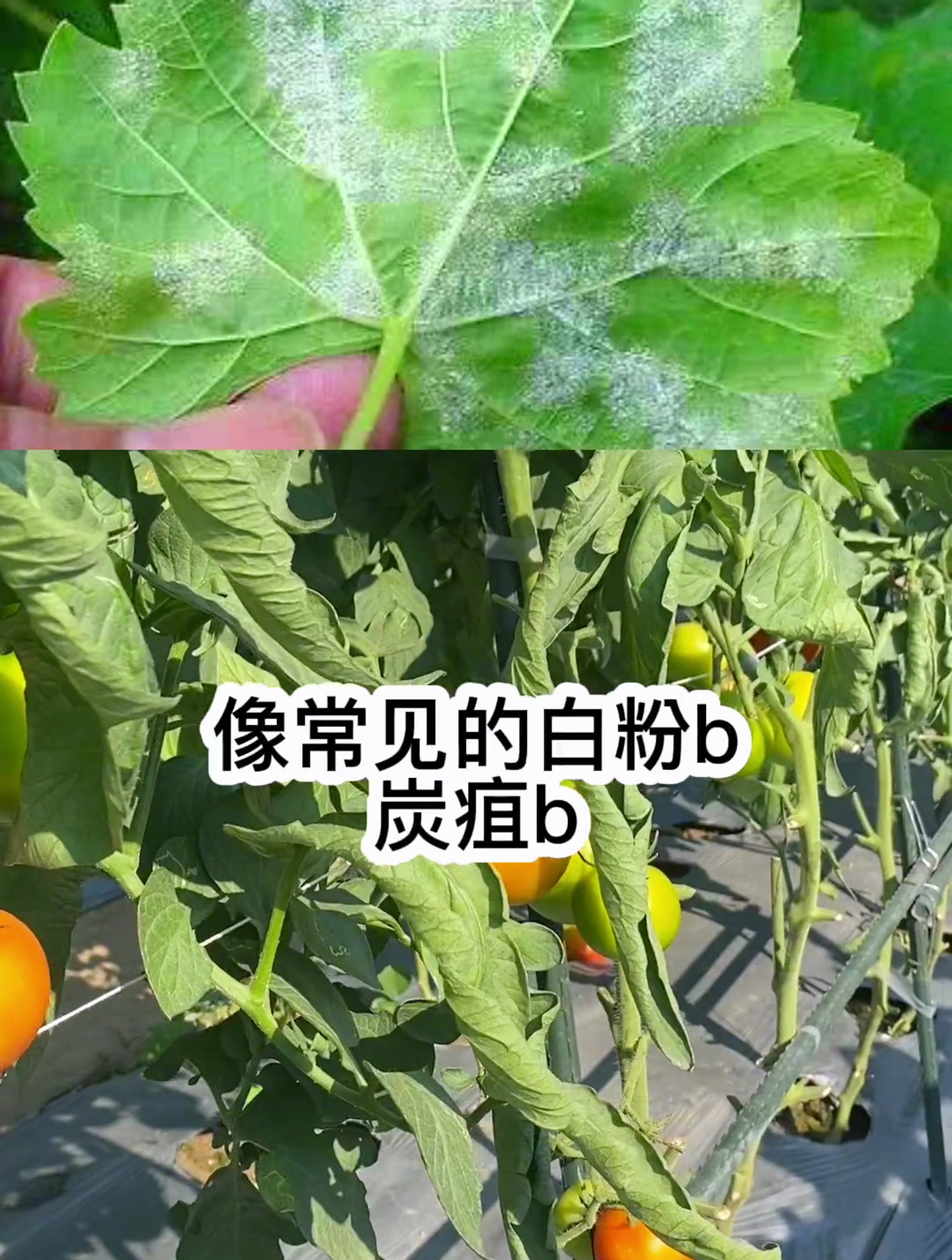 瓜果蔬菜的这几个常见病害,你都知道吗?