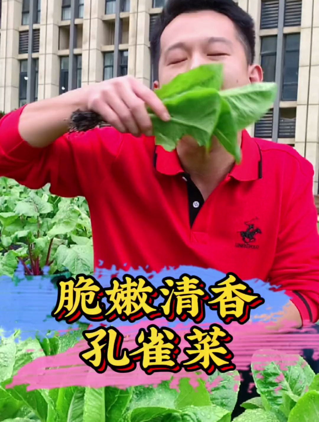 孔雀菜不生虫,是非常好种又好吃的一款小青菜