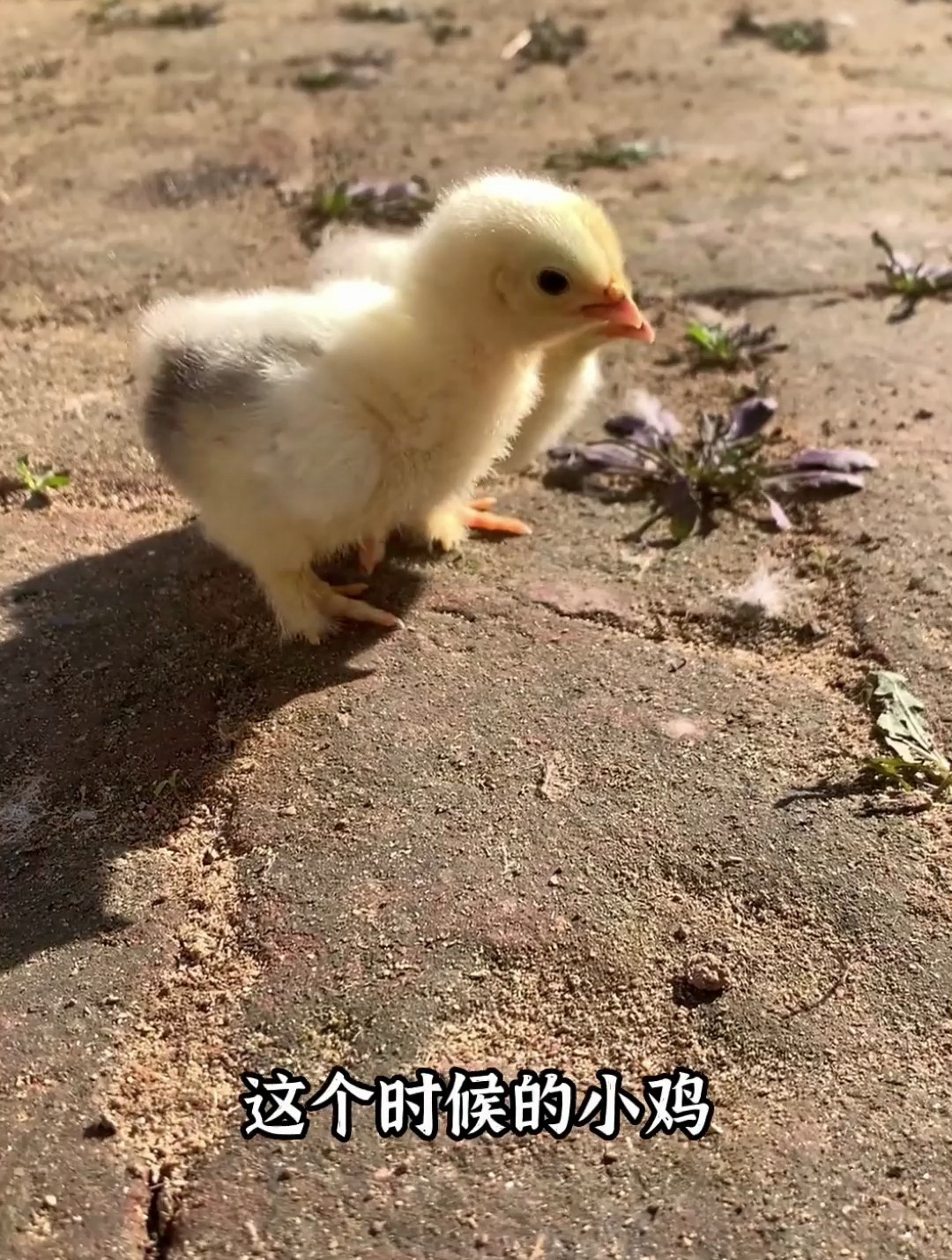 最可爱的哥伦比亚球鸡,你见过吗?