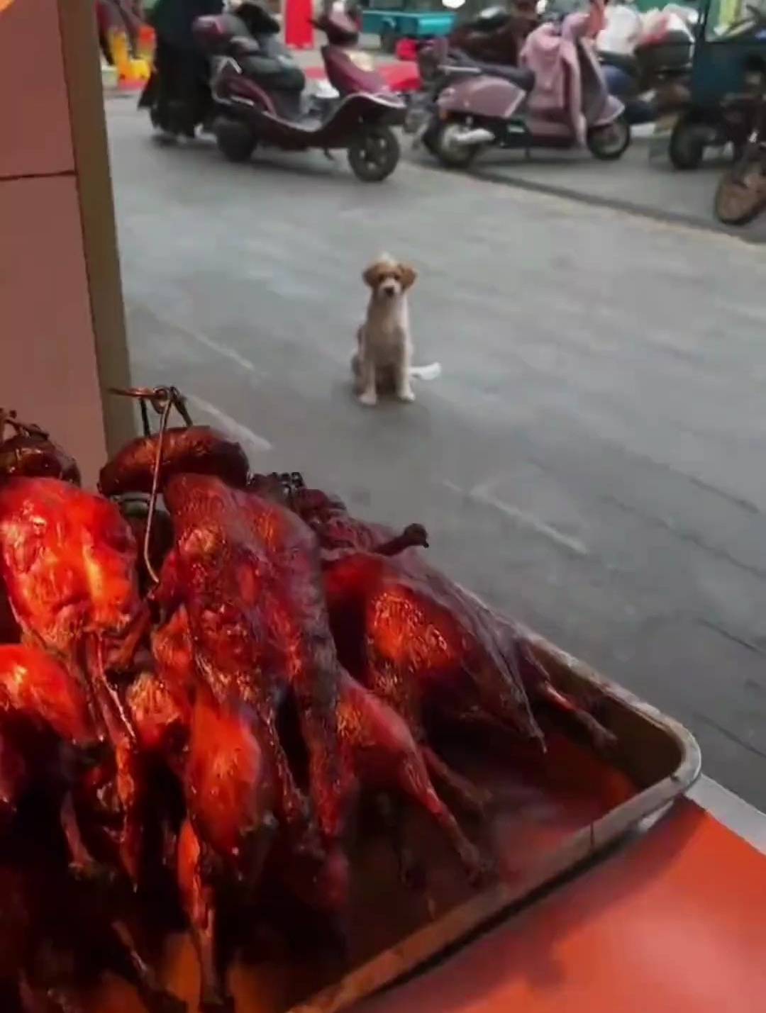 烤鸭店附近的流浪狗,每天都会准时来这蹭鸭屁股吃
