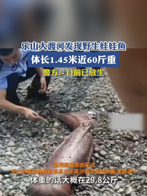 乐山大渡河发现野生娃娃鱼 体长1.45米近60斤重警方:目前已放生