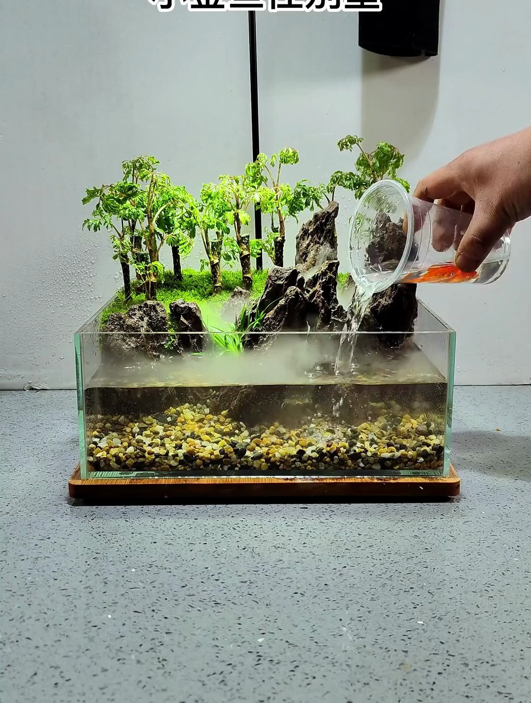 做个环境清新的金鱼别墅 还是仙气飘飘的那种 水陆缸造景