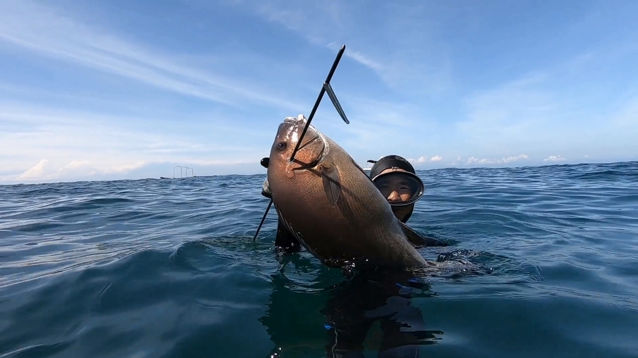捕获人生第一巨唇鱼!与凶残掠食海狼群遭遇,阿锋果断击中头领!
