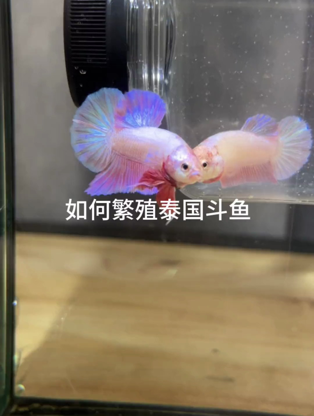 为什么公鱼会打母鱼?斗鱼繁殖原理及操作讲解