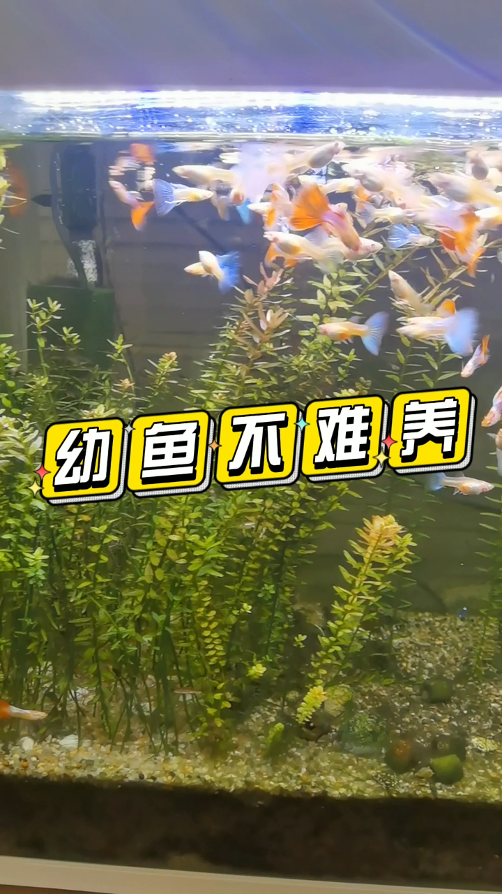 养鱼干货:孔雀鱼幼鱼针尾缩尾的原因与解决方案