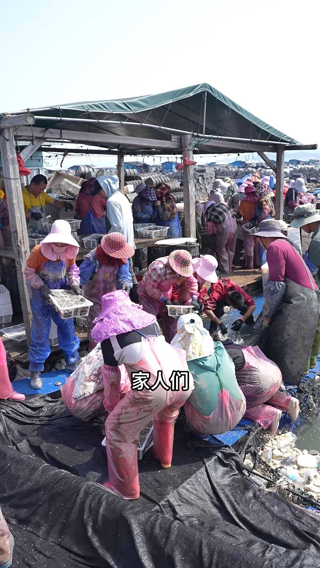 活冻鲍鱼:传统工艺,精选活冻鲍鱼,专业鲍鱼供应商