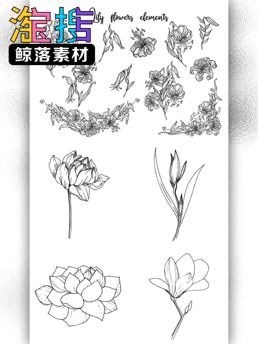 手绘花卉花朵线稿百合菊花小苍兰多肉AI素材