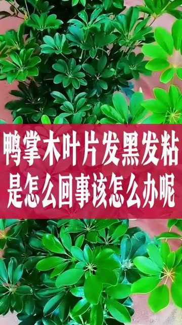 夏季到了,鸭掌木叶片出油发黑发粘,是怎么回事该怎么办呢