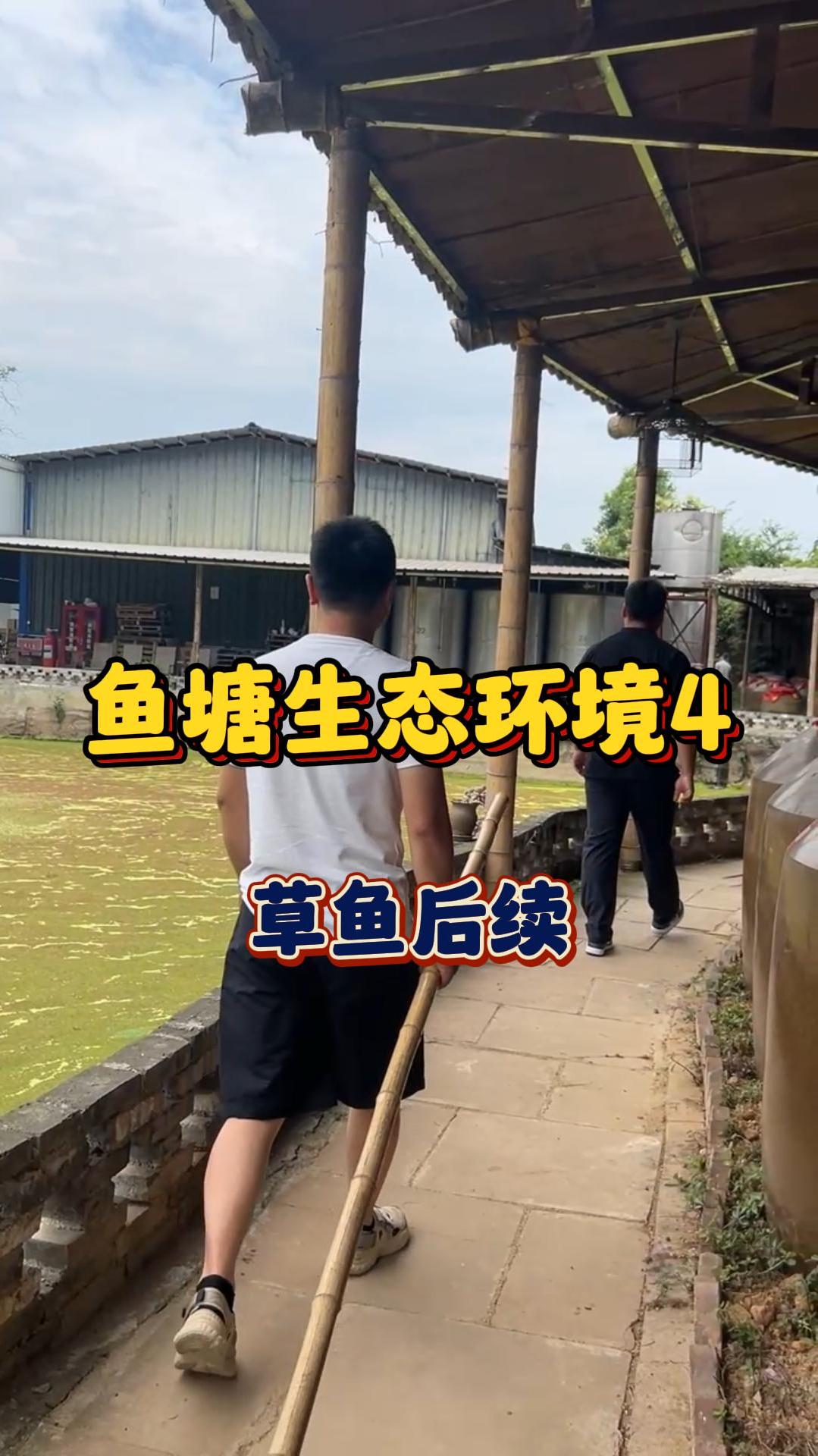 草鱼……还是牺牲了……