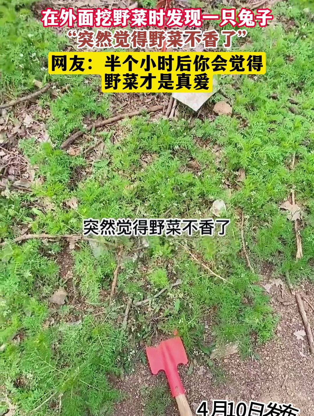 在外面挖野菜时发现一只兔子,“突然觉得野菜不香了”