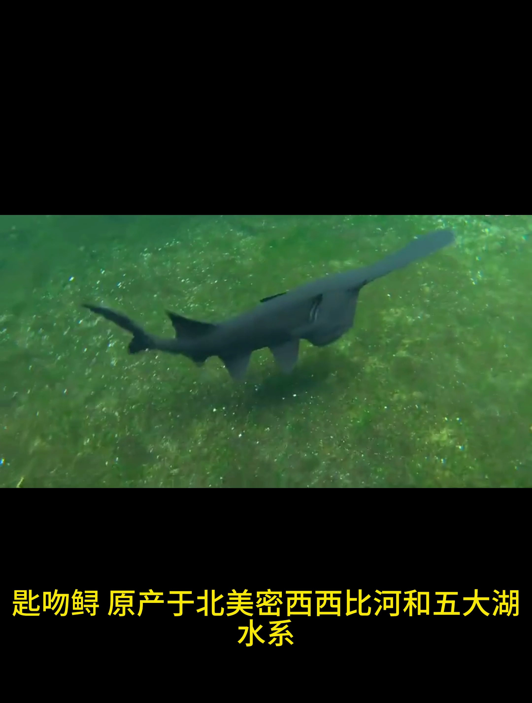 与白鲟关系最近的现存物种——匙吻鲟