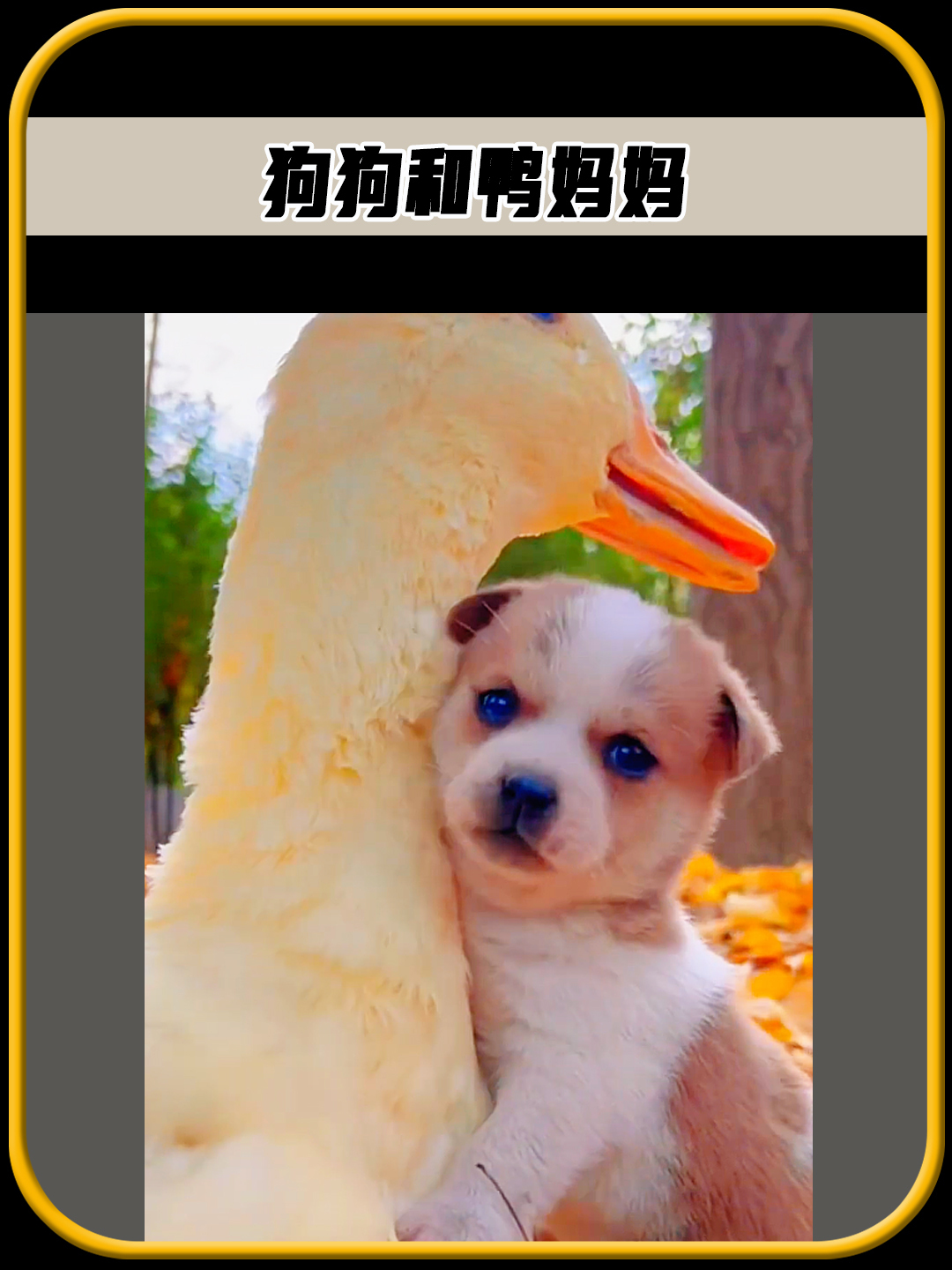 这只可怜的狗狗,从小被鸭妈妈收养,暖心一幕令人感动