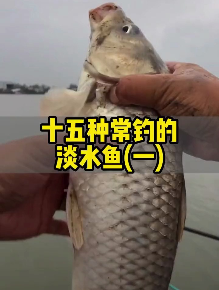 十五种常见的淡水鱼,你钓过几种?很多老钓鱼人未必都钓过!