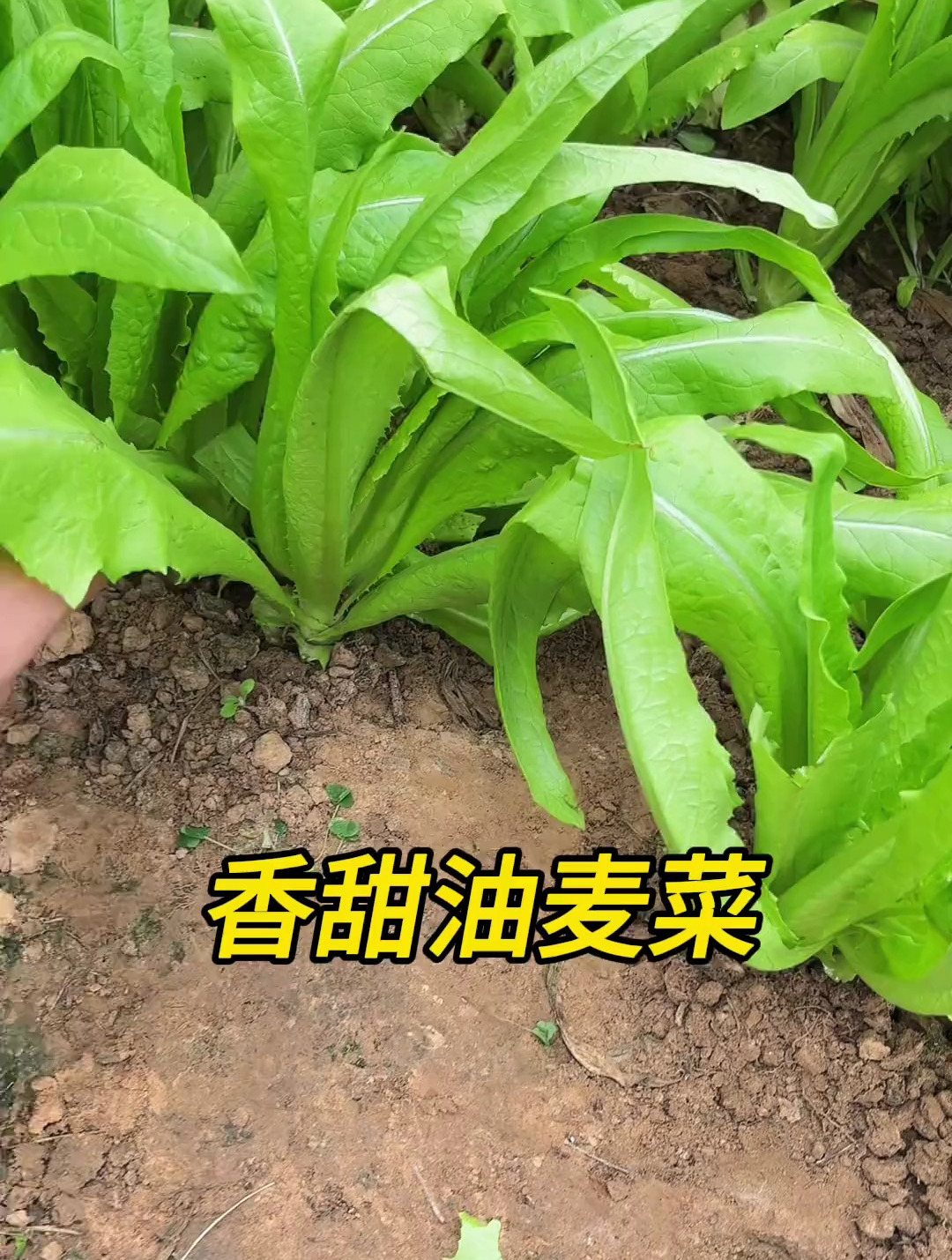 之前角落一块空地撒了点香甜油麦菜,没想到长得那么好