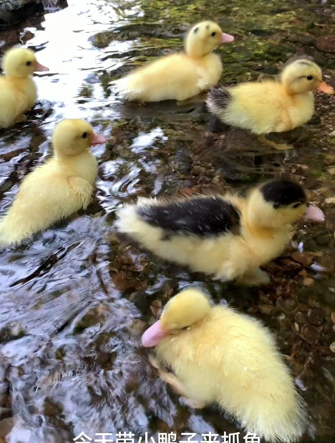 小鸭子学游泳!