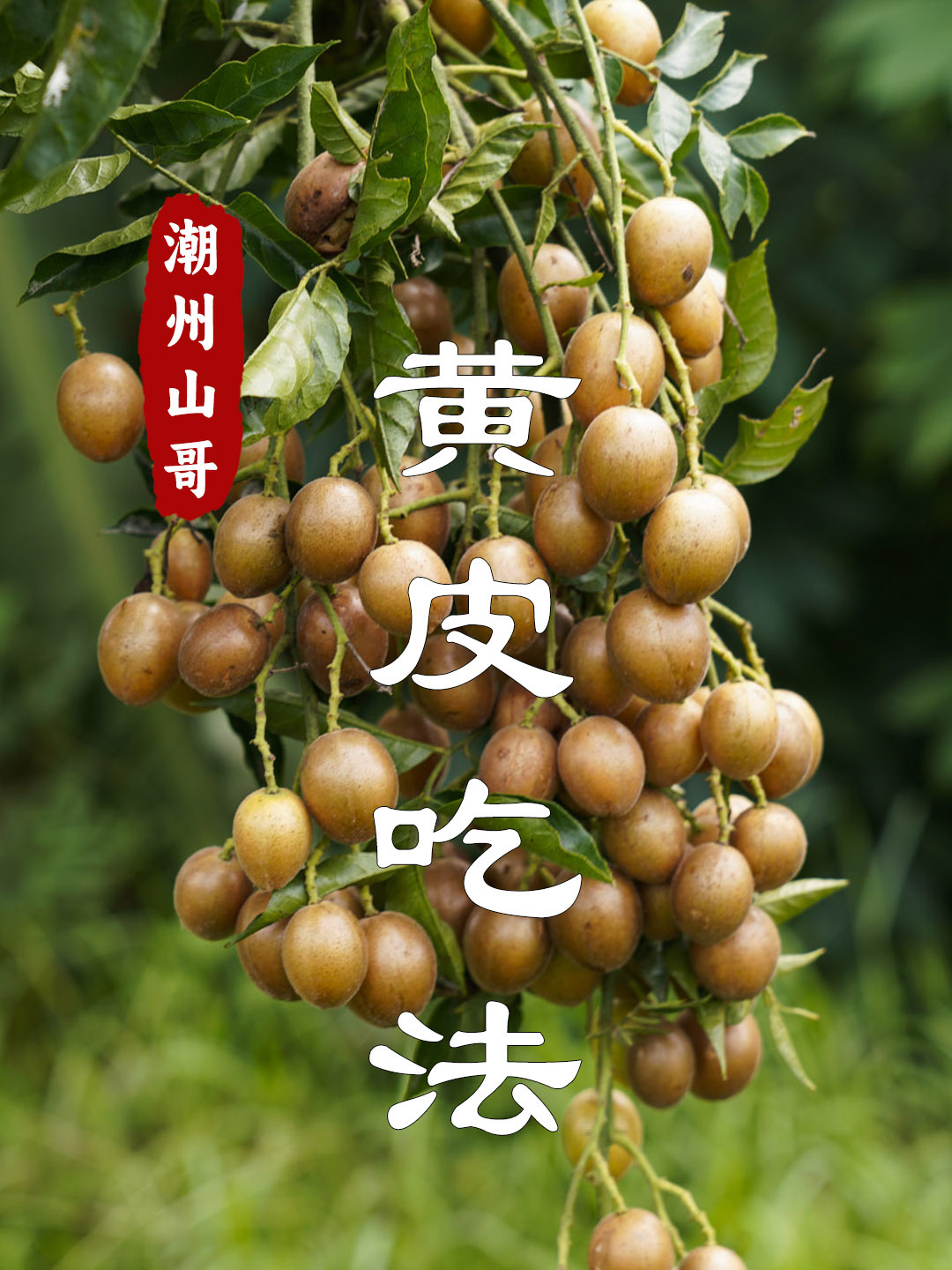 广东人黄皮果吃法,黄皮炖汤,黄皮蒸鱼,黄皮焖鸭