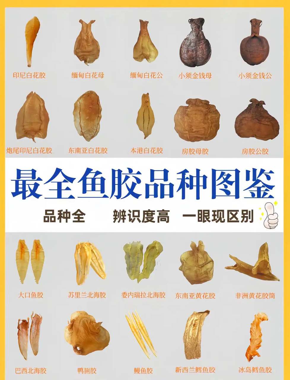 鱼胶大揭秘!白花胶、赤嘴鳘鱼胶、黄花胶,教你识货!