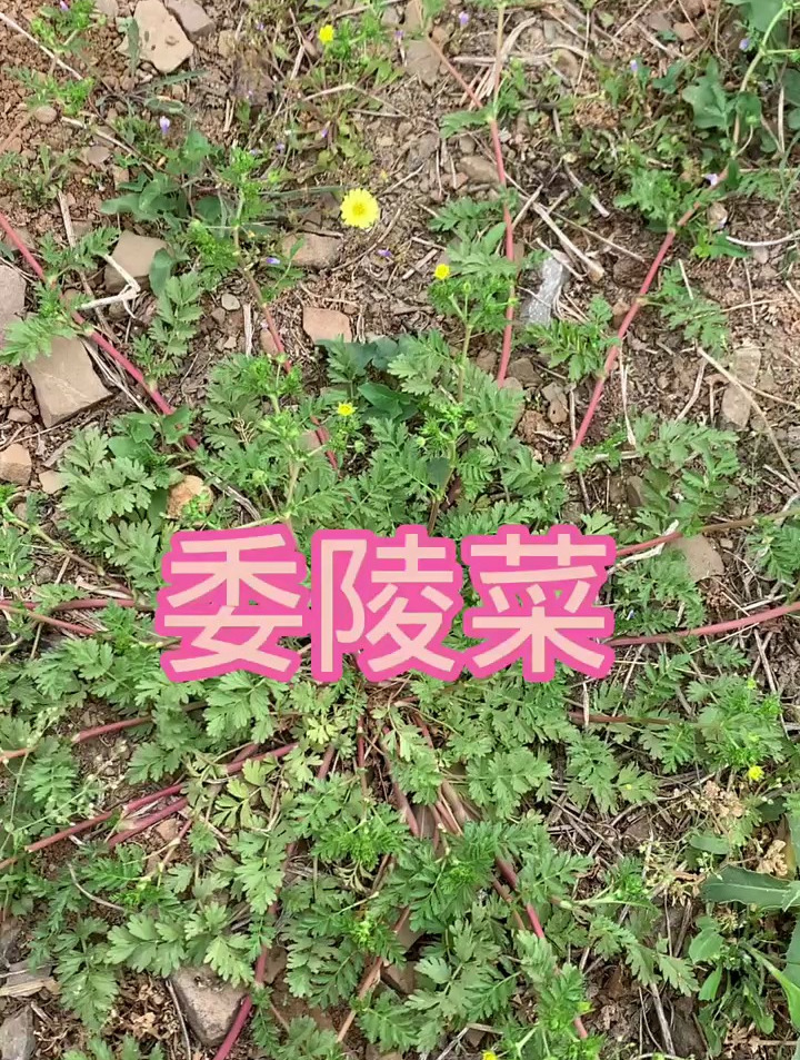 委陵菜开花了,也叫它老牛筋