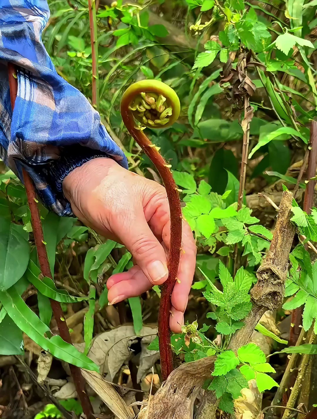 这种植物叫蕨菜,具有减肥瘦身、降血压、增强免疫力的作用