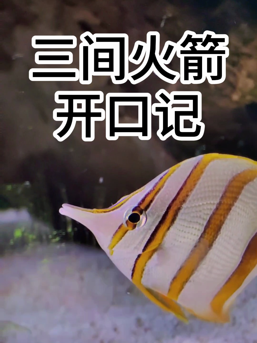 三间火箭好养吗?三间火箭吃珊瑚吗?多少钱?