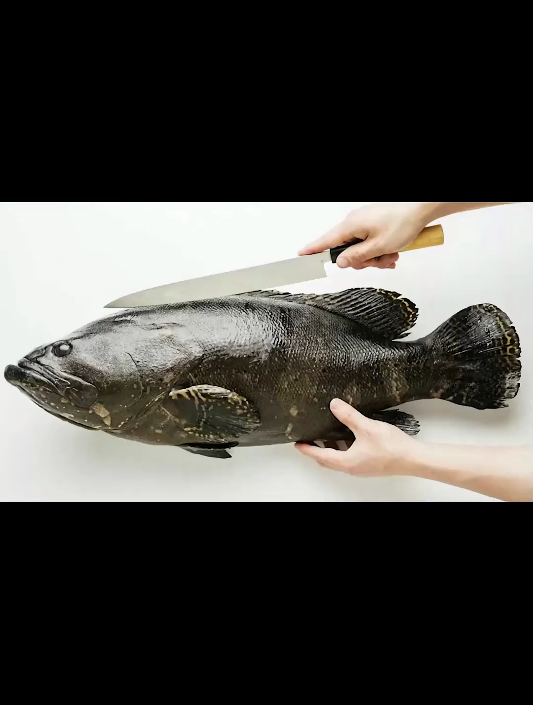 你知道最贵的石斑鱼是哪一条吗?