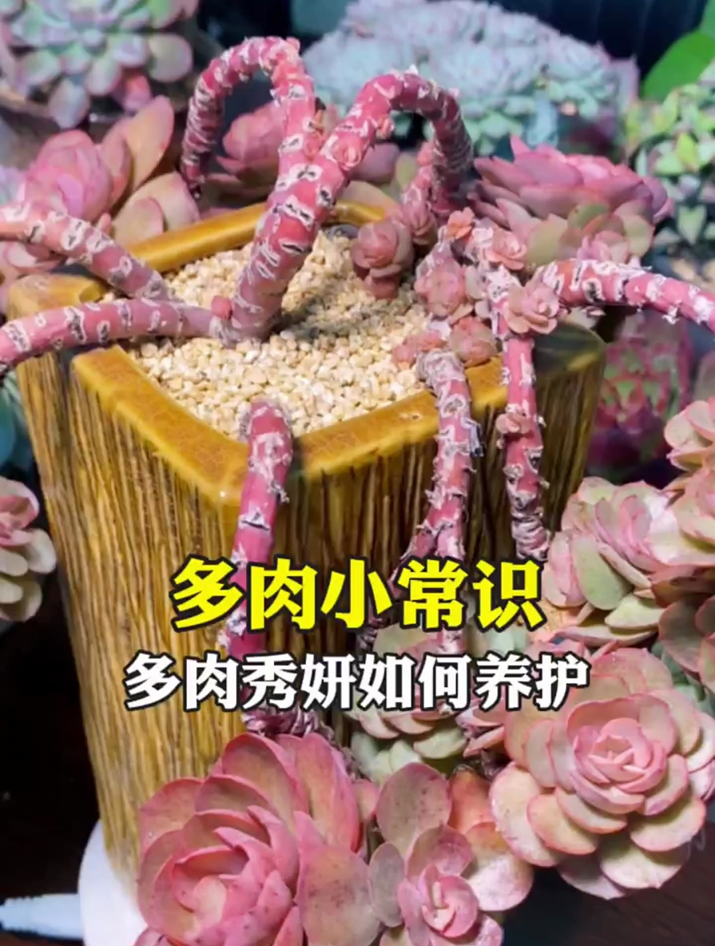 多肉小常识,多肉如何养护