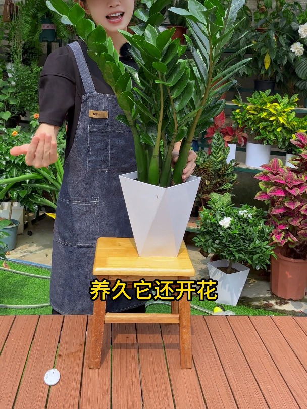 金钱树又叫钱串子,养花新手小白福音,简单好养活,养久还能开花