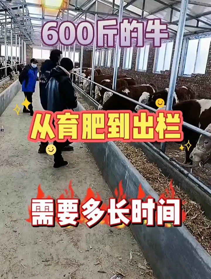 600斤的牛 从育肥到出栏 需要多长时间