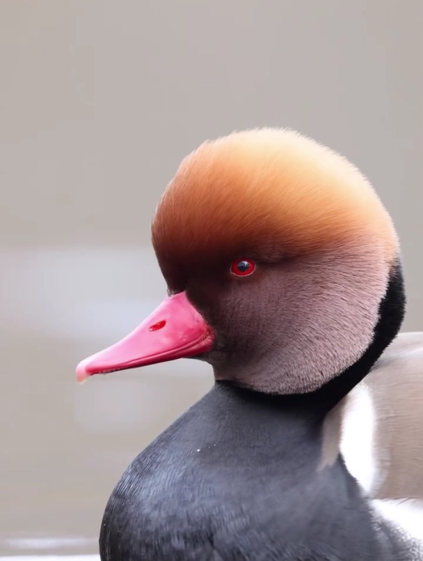 你个鸭子怎么留着川普的发型!赤嘴潜鸭