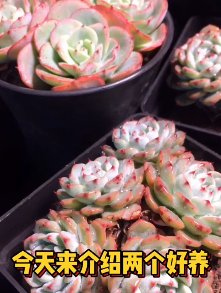 你养过白姬莲奶油黄桃多肉吗?今天来介绍两个好养容易群生的品种